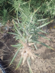 Ulex europaeus