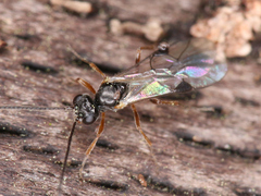 Ichneumonoidea