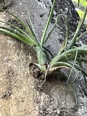 Tillandsia flexuosa