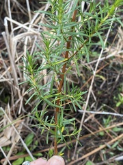 Hypericum fasciculatum