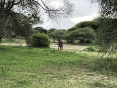 Kobus ellipsiprymnus