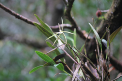 Epidendrum nocturnum