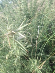 Ulex europaeus