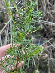Hypericum fasciculatum