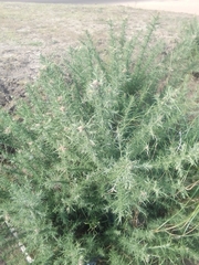 Ulex europaeus
