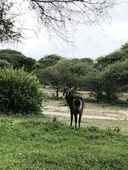 Kobus ellipsiprymnus