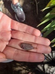 Trinectes maculatus