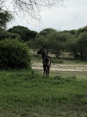 Kobus ellipsiprymnus