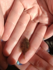 Trinectes maculatus