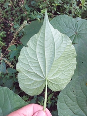 Piper umbellatum