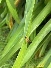 Ctenochares bicolorus