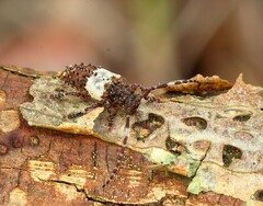 Pogonocherus hispidulus