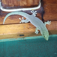 Phelsuma standingi