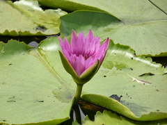 Nymphaea rubra