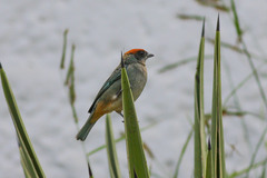 Stilpnia vitriolina