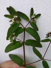 Euphorbia lasiocarpa