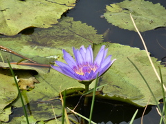 Nymphaea elegans