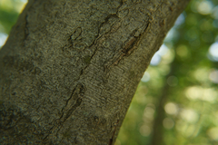 Zimmermannia liebwerdella