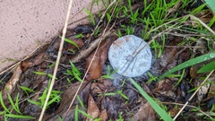 Penicillium digitatum