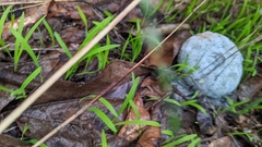 Penicillium digitatum