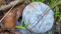 Penicillium digitatum