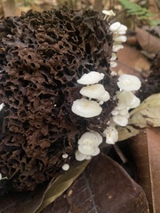 Favolaschia manipularis