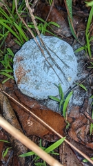 Penicillium digitatum