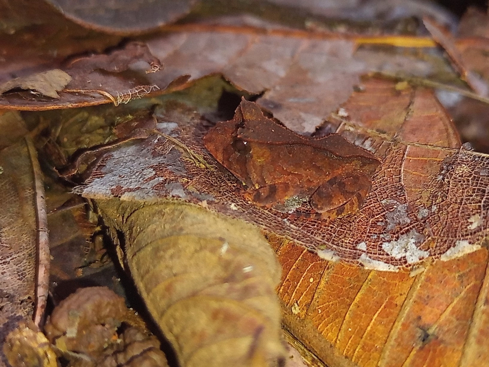 Renal Smooth-horned Frog, Proceratophrys renalis