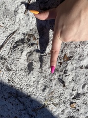 Odocoileus virginianus