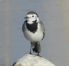 Motacilla alba alba