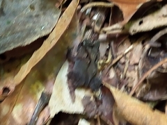 Proceratophrys renalis