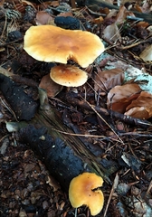 Gymnopilus penetrans
