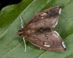 Perispasta caeculalis