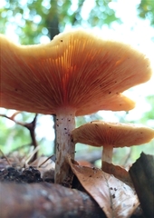 Gymnopilus penetrans