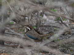 Uratelornis chimaera