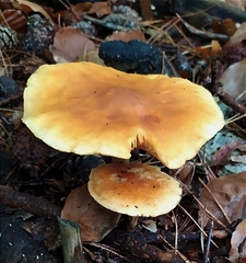 Gymnopilus penetrans