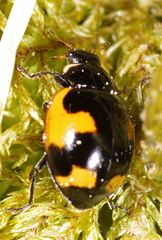 Ceratomegilla alpina