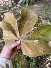Sterculia apetala