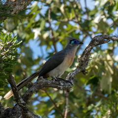 Coua cristata