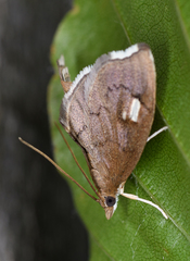 Perispasta caeculalis