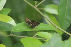 Platylesches moritili