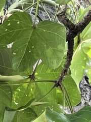Sterculia apetala