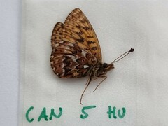 Boloria freija