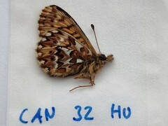 Boloria freija