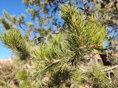 Pinus cembroides