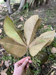 Sterculia apetala