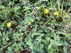Hypericum montanum