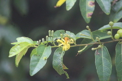Grewia caffra