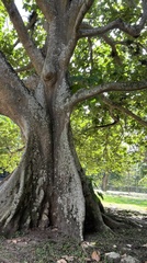 Sterculia apetala