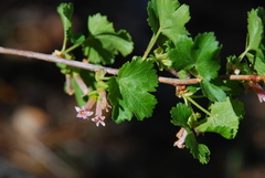 Ribes cereum cereum